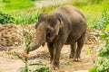 Thai elephant chiangmai Thailand Royalty Free Stock Photo