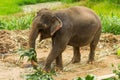 Thai elephant chiangmai Thailand Royalty Free Stock Photo