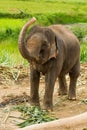 Thai elephant chiangmai Thailand Royalty Free Stock Photo