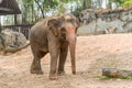 Thai elephant is classed as one of endangered species.