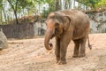 Thai elephant is classed as one of endangered species.