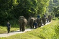 Thai Elephant in jungle, Lampang Thailand.