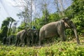 Thai Elephant in jungle, Lampang Thailand.