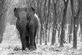 Thai Elephant at Kanchanaburi province, Thailand.