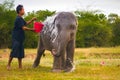 Thai elephant in Nature