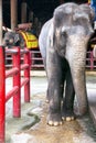 Thai elephant in Nong Nooch tropical garden