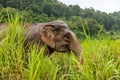 Thai Elephant profile Royalty Free Stock Photo