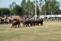 Thai elephant