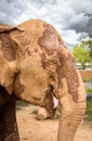 Thailand Elephant at Sanctuary smiling