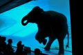 Thai Elephant swimming underwater.