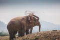 A Thai elephant throws dust