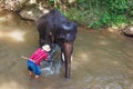 Thai elephant was take a bath with mahout Royalty Free Stock Photo