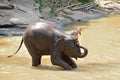 Thai elephant was take a bath with mahout elephant driver , elephant keeper in Maesa elephant camp , Chiang Mai , Thailand, Asia