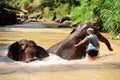 Thai elephant was take a bath with mahout elephant driver , elephant keeper in Maesa elephant camp , Chiang Mai , Thailand, Asia