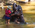 Thai elephant was take a bath with mahout (elephant driver , elephant keeper ) in Maesa elephant camp , Chiang Mai , Thailand Royalty Free Stock Photo