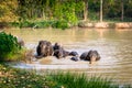 Thai Elephants Royalty Free Stock Photo