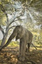 Thai elephants stand under the trees. Royalty Free Stock Photo