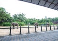 The Thai elephats show in Thailand Royalty Free Stock Photo