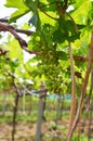 Thai employee and foreign worker working crop harvesting grape fruits and take care agriculture plant tree in orchard plantation Royalty Free Stock Photo