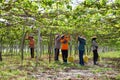 Thai employee and foreign worker working crop harvesting grape fruits and take care agriculture plant tree in orchard plantation