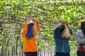 Thai employee and foreign worker working crop harvesting grape fruits and take care agriculture plant tree in orchard plantation Royalty Free Stock Photo