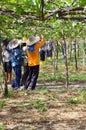 Thai employee and foreign worker working crop harvesting grape fruits and take care agriculture plant tree in orchard plantation Royalty Free Stock Photo