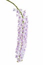Exotic blooming foxtail orchid, pink spotted on white flower, isolated on white background
