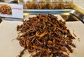 Thai exotic food. Grasshoppers, fried in oil