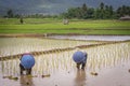 Thai famers working in paddy field. Royalty Free Stock Photo