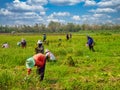 Thai farm labourers harvesting garlic