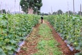 Thai farmer in black shirt weeding in melon plantation