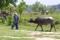 Thai Farmer with buffalllo