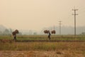 Thai farmer carrying their hand harvested crop of soybeans in to be processed on their organic farm in Northern Thailand,