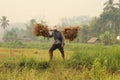 Thai farmer carrying their hand harvested crop of soybeans in to be processed on their organic farm in Northern Thailand,