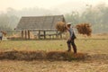 Thai farmer carrying their hand harvested crop of soybeans in to be processed on their organic farm in Northern Thailand,