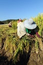 Thai Farmer cutting rice in filed.
