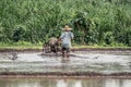 Thai farmer driving tiller tractor to plow paddy field before rice culture, Chiang Mai, Thailand Royalty Free Stock Photo