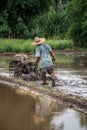 Thai farmer driving tiller tractor to plow paddy field before rice culture, Chiang Mai, Thailand Royalty Free Stock Photo