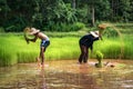 Thai Farmer Family Working in farming