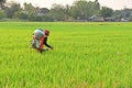 Thai farmer fertilizer application practice, March 3,2019, Suphanburi province, Thailand