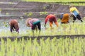 Thai farmer growing rice