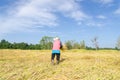 Thai farmer harvesting the rice rice farm field Royalty Free Stock Photo