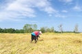 Thai farmer harvesting the rice rice farm field Royalty Free Stock Photo