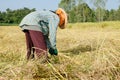 Thai farmer harvesting the rice in rice field Royalty Free Stock Photo