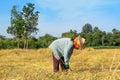 Thai farmer harvesting the rice in rice field Royalty Free Stock Photo