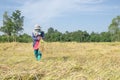 Thai farmer harvesting rice in the rice field Royalty Free Stock Photo