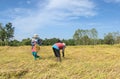 Thai farmer harvesting rice in the rice field Royalty Free Stock Photo