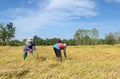 Thai farmer harvesting rice in the rice field Royalty Free Stock Photo