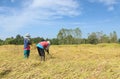 Thai farmer harvesting rice in the rice field Royalty Free Stock Photo