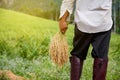 Thai farmer harvesting rice in rice field. Royalty Free Stock Photo